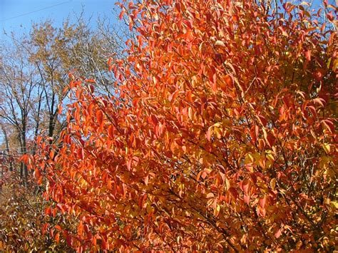 Guardian Arrowwood Viburnum - Fiery fall foliage from this selected native. | Fall plants, Trees ...