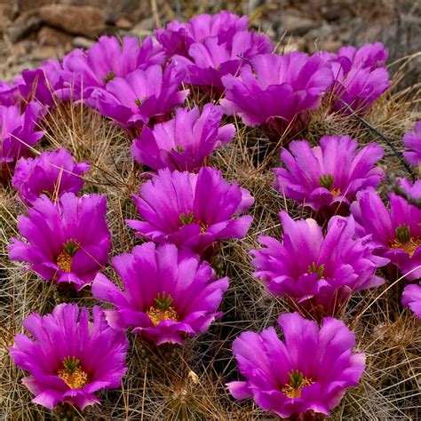 Desert Flowers | Flickr - Photo Sharing!