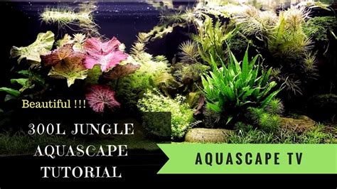 Watch Now! 300L Jungle Style Aquascape Tutorial with Various Plants ...