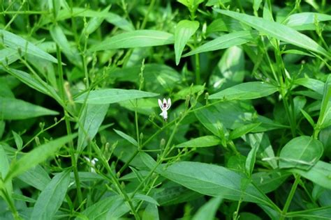 Kandungan Kimia Sambiloto (Andrographis paniculata) - Ulya Days