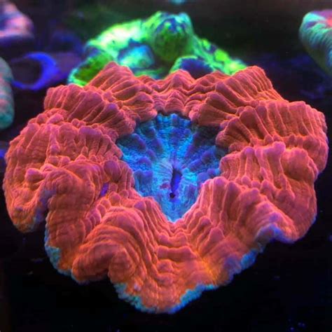 Commercial Aquarium - Rift 2 Reef Aquatics