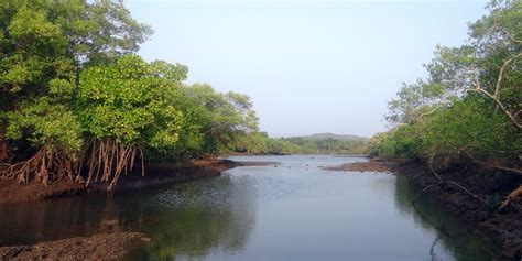 How do plants filter salt? A visit to the mangroves - Blogionik