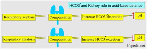 Acid-Base Balance:- Bicarbonate level (HCO3-)