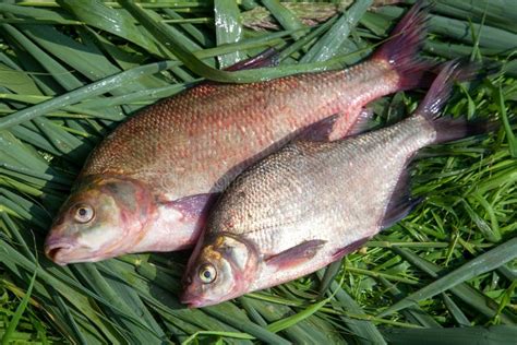 Common Bream Fish - Nutrition | Facts | Records - SeaFish