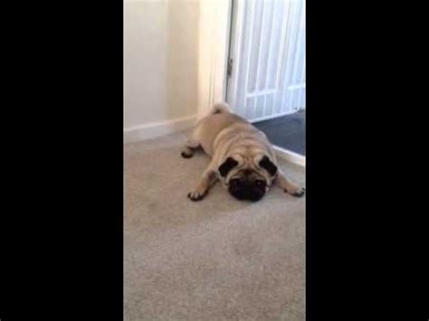 Funny Pug Barking - YouTube