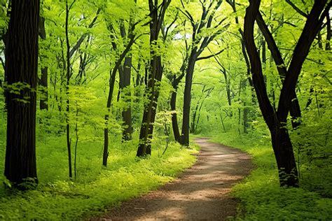 A Walking Path Through Lush Green Woods Background, High Resolution ...