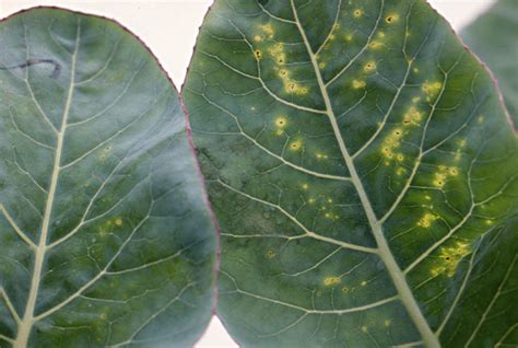 Bacterial leaf spot (Head rot) | Cauliflower | plantsdb