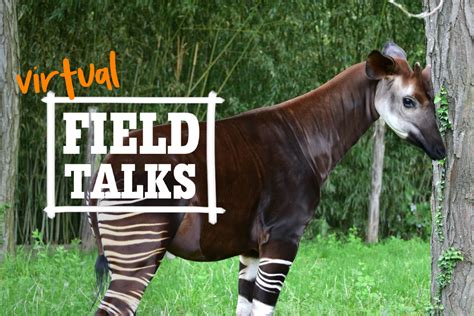 Okapi Conservation Project | The Maryland Zoo