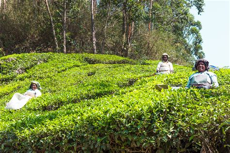 Go Trekking in Munnar - One of India's Most Beautiful Hill Stations ...