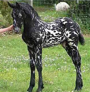 Friesian Appaloosa cross mix so pretty Andalusian Horse, Friesian Horse, Appaloosa, Arabian ...