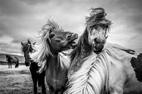 Wallpaper : animals, nature, black and white, monochrome photography, mane, horse like mammal ...