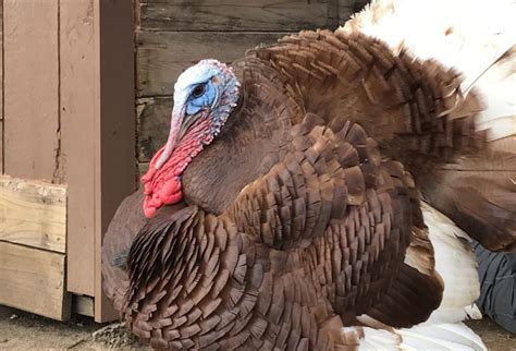 How to Raise Heritage Turkeys - Red Rock Farmstead