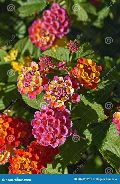 Wild-sage Flowers on Tropical Garden in Teresopolis Stock Image - Image of wild, teresopolis ...