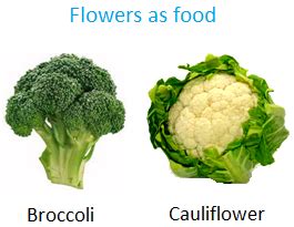 Food from Plants | Roots as Vegetables | Leaves as Food | Stems as Vegetables