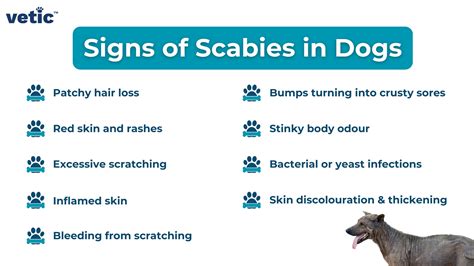 Scabies Treatment For Dogs