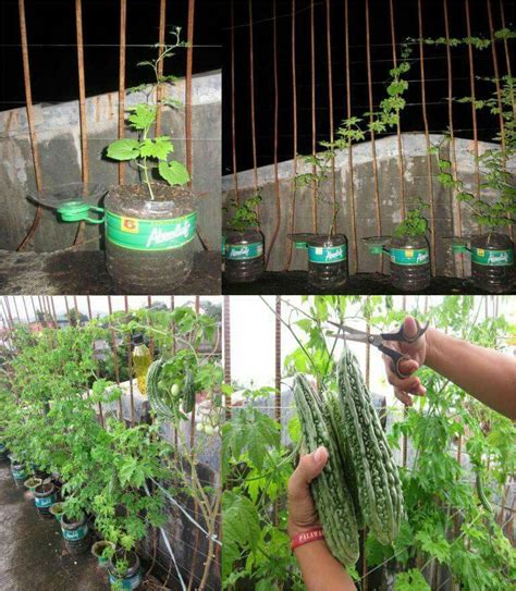 Ampalaya (bitter gourd) | Container gardening, Pallet garden, Plants