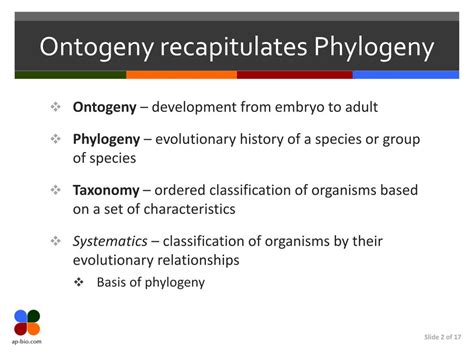 PPT - Phylogenetics PowerPoint Presentation, free download - ID:2658337