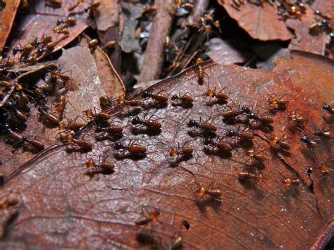 How do you know if you have termites | Amco Ranger Termite & Pest Solutions | Amco Ranger