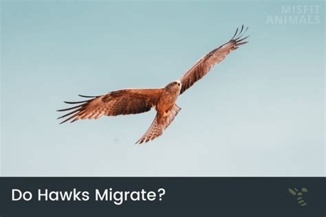 Do Hawks Migrate? (Hawks During The Winter)