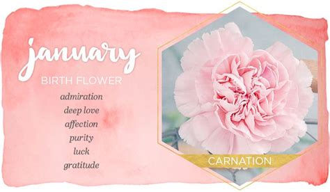 January Birth Flower: Carnation - FTD.com | January birth flowers, Birth flower tattoos, Birth ...