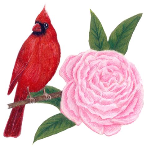 Indiana State Bird and Flower: Cardinal / Cardinalis cardinalis | Peony ...