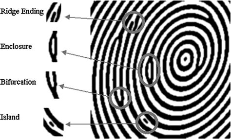 friction ridge patterns definition - familyvacationpackagesw1