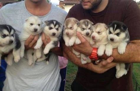 Siberian Husky Puppies at 40000.00 INR in Junnar, Maharashtra | Shashikant And Company