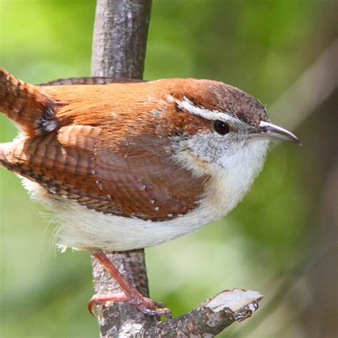 Carolina Wren | National Geographic