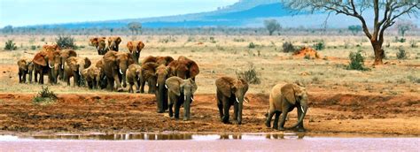 TSAVO WEST NATIONAL PARK | Sima Safari