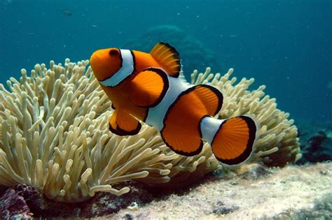 Great Barrier Reef Tour | Brand New Waterslide | Free Glass Bottom Boat | Save $119