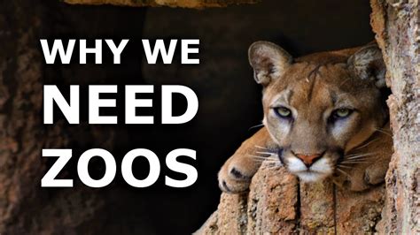 Why We Need Zoos: What is Ex Situ Conservation? - YouTube