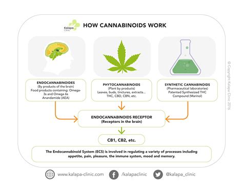 What are Cannabinoids? - Kalapa Clinic