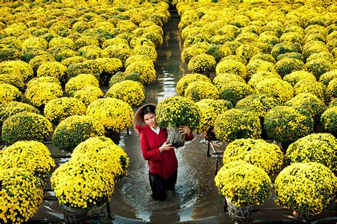 Sa Dec Flower Village, an attractive destination in Tet