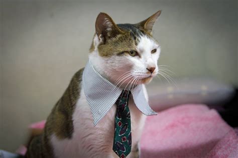 The Internet is full of business cats: Dealing with the breakdown of the work/home divide | Ars ...