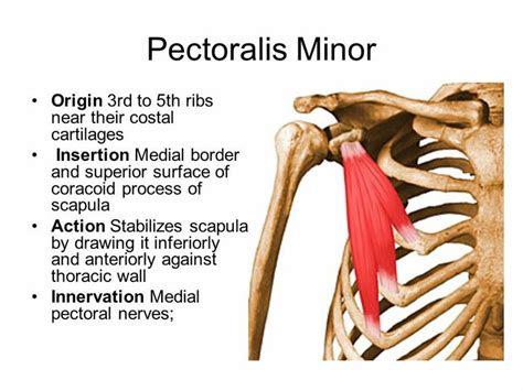 Pectoralis minor ... | Pectoralis minor, Human anatomy and physiology ...