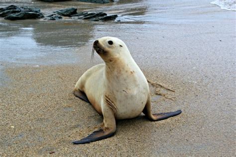 New Zealand Sea Lion: A Stunning Conservation Comeback - Green Global ...