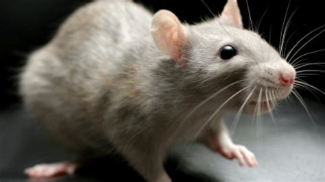 Fancy rats: 3 reasons they make great pets - British Columbia - CBC News