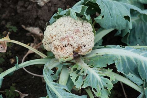 Diseases Of Cauliflower In Detail : Agri Learner