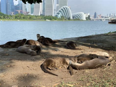 Singapore's Urban Otters - archigardener