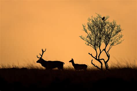 Peak District Wildlife Selection (Pack of 5) - Francis J Taylor Photography