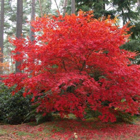 Acer palmatum 'Osakazuki' - Ornamental Trees - Arboretum Garden Centre