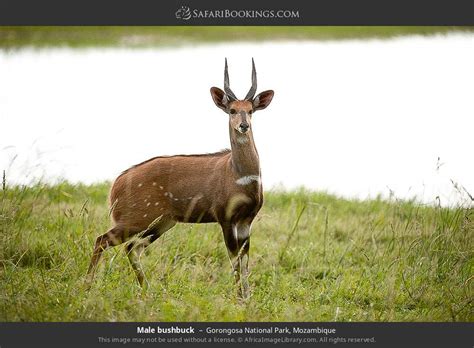 Gorongosa Wildlife Photos – Images & Pictures of Gorongosa National Park