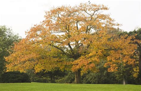 Oak Tree in Autumn stock photo. Image of autumn, colorful - 27309884