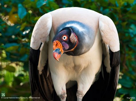 King Vulture — Houston Zoo | Houston zoo, Animals beautiful, Zoo