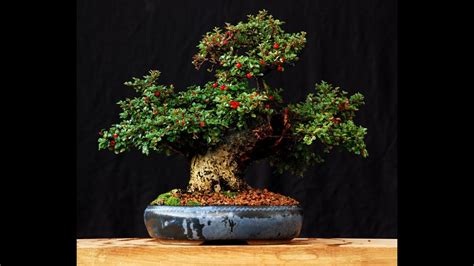 Care Guide for the Cotoneaster Bonsai Tree - YouTube