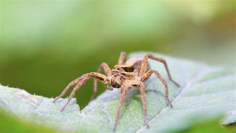 Spider Safety Tips - Apple Pest Control