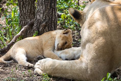 Lion cub hugs her mother | Lion cub hugs her mother | Flickr