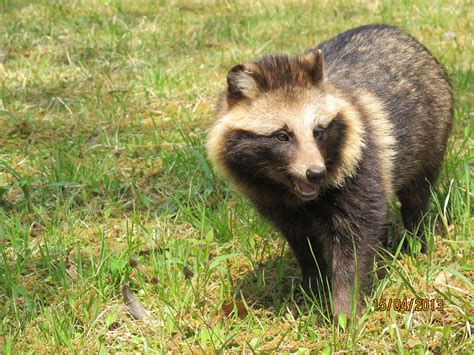 Tanuki is a Japanese (raccoon dog) and I want one! Bizarre Animals ...