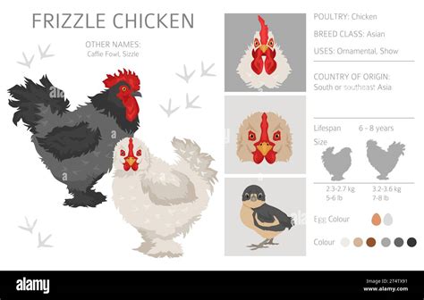 Frizzle Chicken breeds clipart. Poultry and farm animals. Different colors set. Vector ...