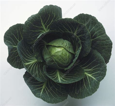 Green cabbage - Stock Image - C053/4348 - Science Photo Library